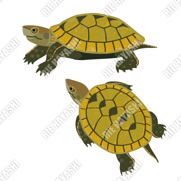 はやしりえ ニホンイシガメさんを描きました 明日 イシガメさんあと2ポーズと 違うカメさんを描きます T Co Nqay24takd Twitter