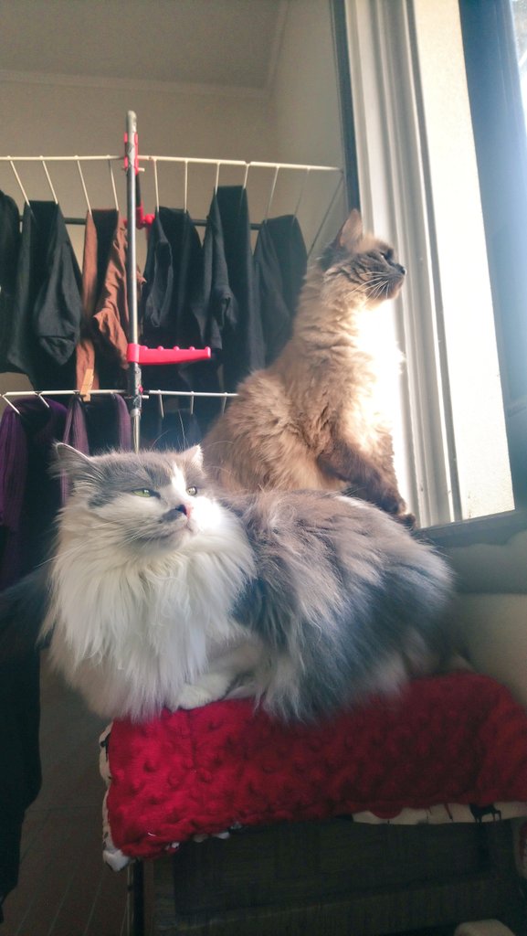 shaun_goupil's tweet image. 