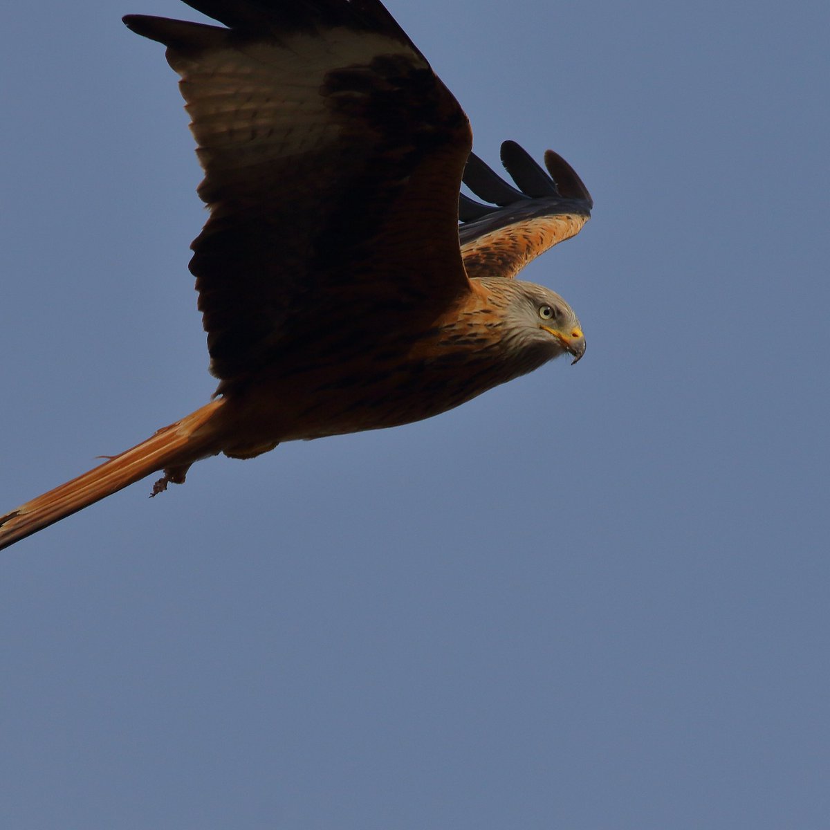 dwarren600's tweet photo. Just love seeing this beautiful Red Kite over my North London Garden #mygarden #northlondongarden #lovemygarden #NaturePhotography #nature #wildlifephotography #wildlife #SaturdayVibes #SaturdayThoughts #redkite #BBCWildlifePOTD #bbcspringwatch #springtime @RSPBEngland https://t.co/5Yw5L6Lj8P
