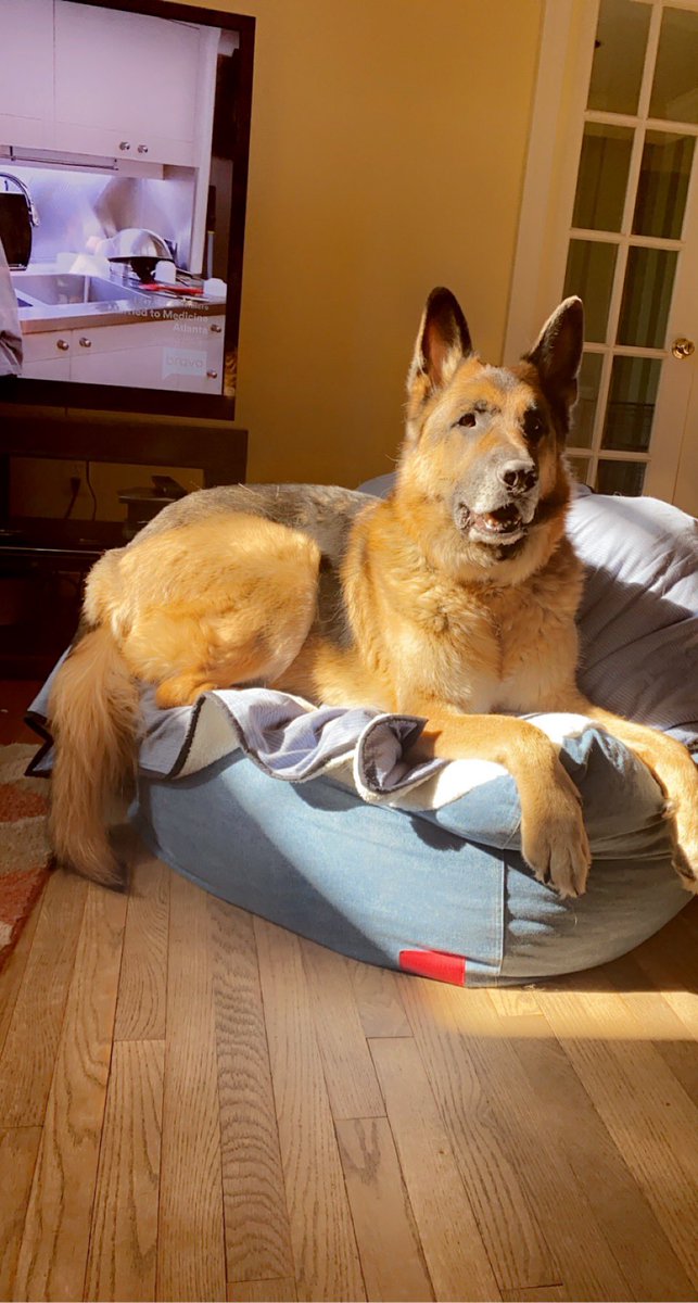 TgtHaley's tweet photo. @bullseye_josh @helloimedith @FabyQdl @Kelvin4TGT @CaitHumphries @AllanRRodas Huck is loving his new Leviβs chair and blanket! #LevisxTarget https://t.co/uHIqSktPu3