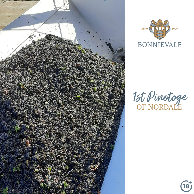 The first Pinotage, Nordale has started coming in and it brings excitement throughout the cellar!

📸Credit : Jean Slabber - Winemaker

#bonnievalewines #Harvest2021 #onlythebest #WineWednesday #wine #pinotage