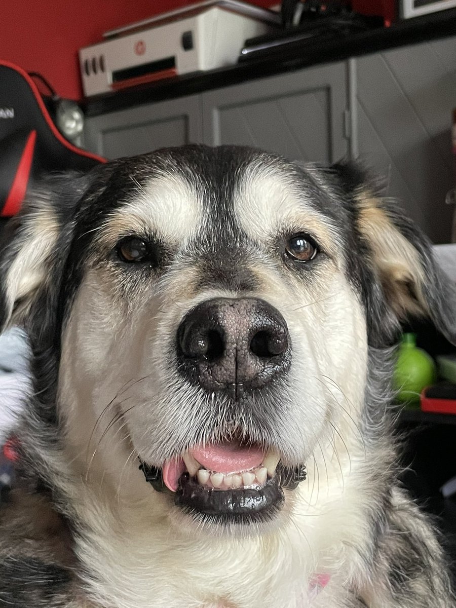 matt6580's tweet image. @dog_feelings this is Luna, she is thinking of starting her own Twitter page and wanted to know if you think she would get followers