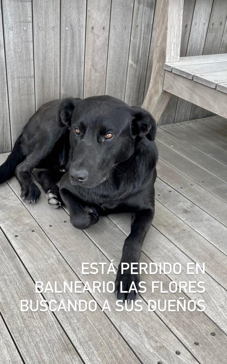Este crá se perdió por el Balneario Las Flores. Está divino, re bien cuidado. Lo está cuidando un amigo, esperando que aparezca su familia. ¿Ayudan con un RT para que el reencuentro sea cuanto antes?