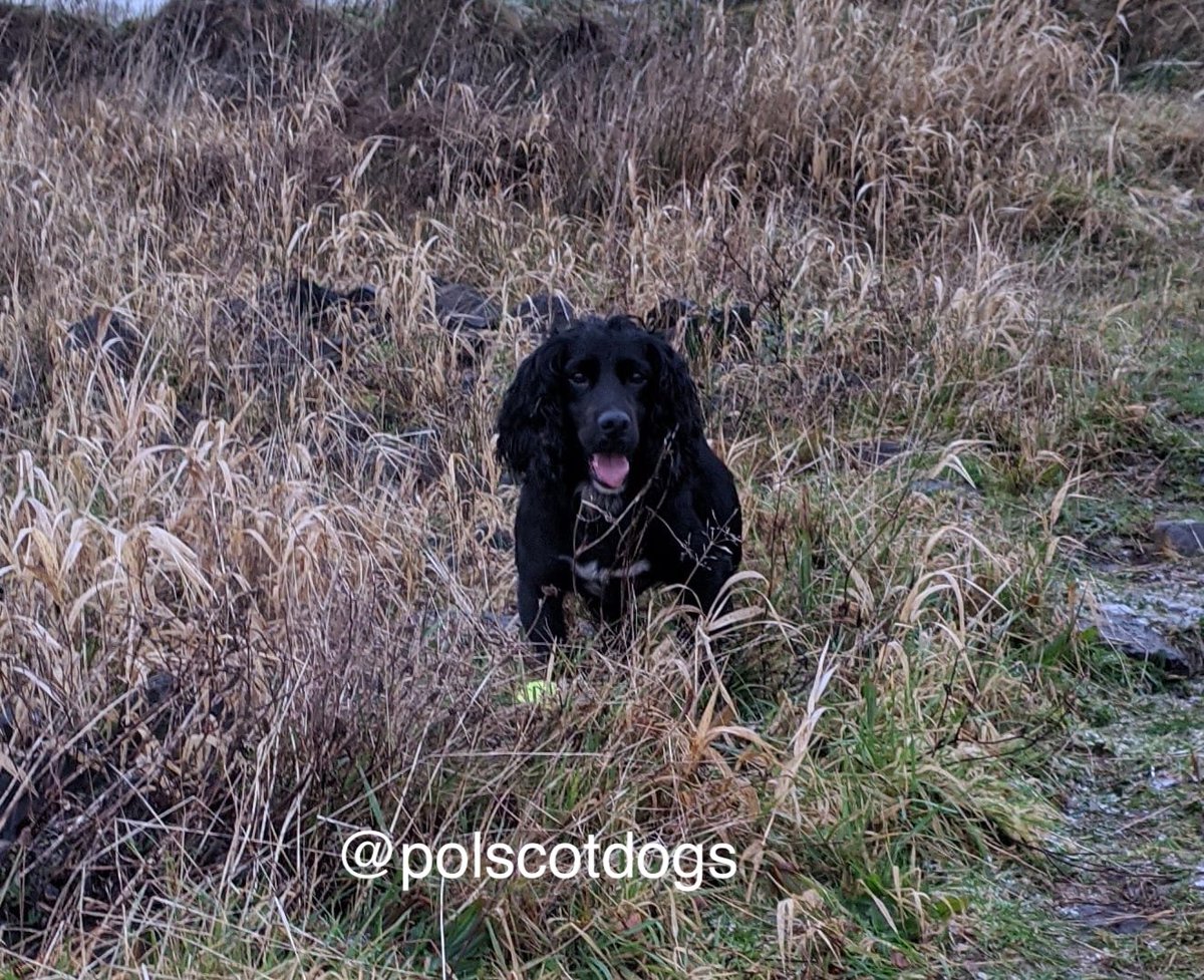 PSOSDogs's tweet image. #PDBilly assisted his colleagues with a search in Paisley last night. He sniffed out Cocaine and Cannabis and 2 men were arrested. 
#DrugsAreForMugs
#TheNoseKnows 🐾🏴󠁧󠁢󠁳󠁣󠁴󠁿
