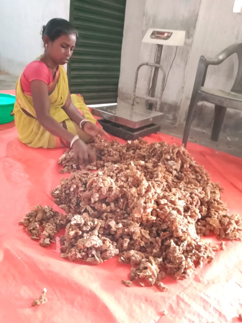 onlineJSLPS's tweet photo. Collectivisation and processing of Tamarind is on progress by various RSC under #MKSP Project. Rural women owned collectives are making tamarind bricks and selling under Palash Brand. ⁦@HemantSorenJMM⁩ ⁦@Alamgircongress⁩ https://t.co/urB5kTO2Iw