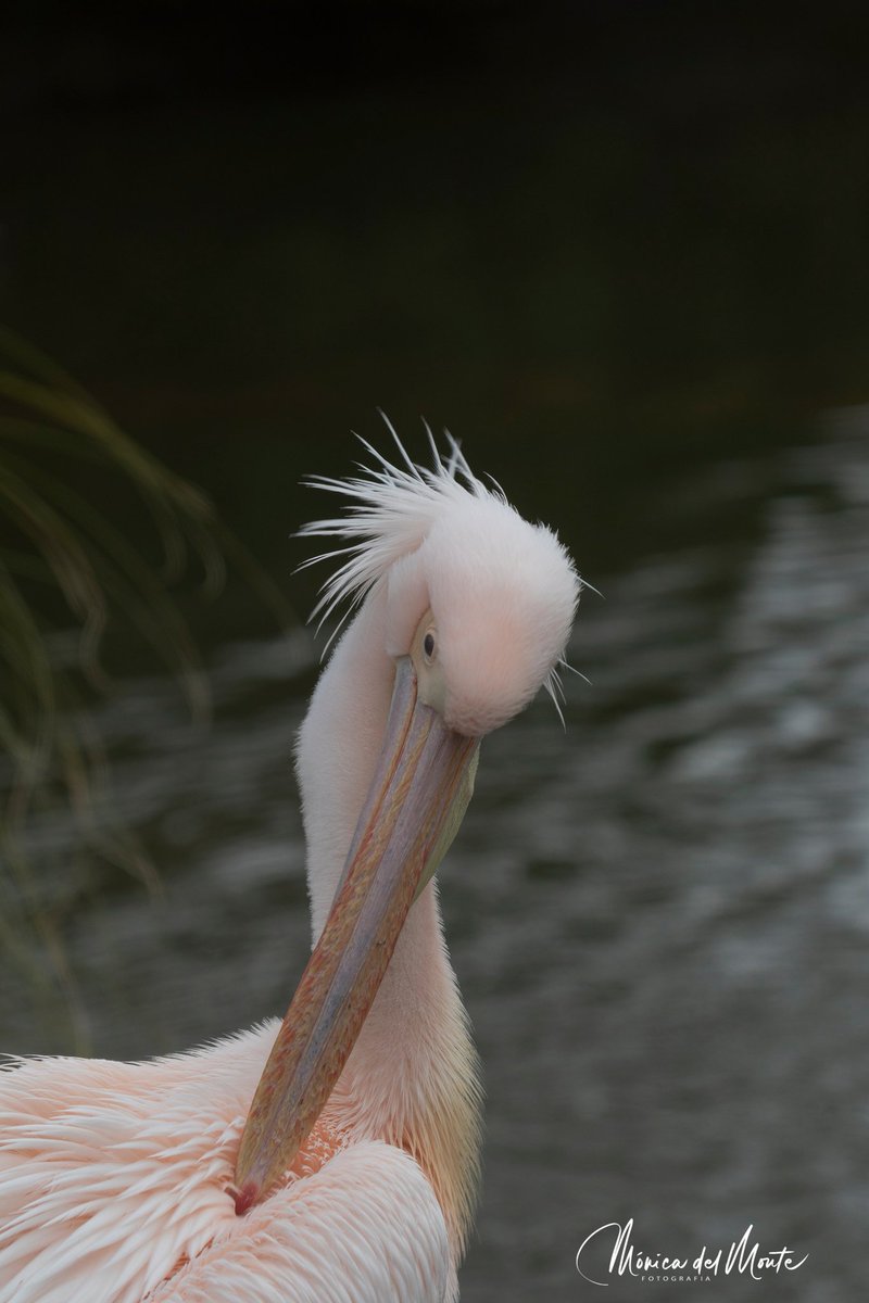 Fotografiamoni1's tweet photo. Pelícano común.Pelican. (Pelecanus onocrotalus)
#pelicanocomun #pelican #pelecanusonocrotalus #birdwatching #birdwatchers #best_birds_planet #fever_animals #fever_natura #florayfauna_es #asi_es_fauna #asi_es_natura #wildlifephotography #tufotonatgeo #yourshotphotographer https://t.co/d0MVmplkr2