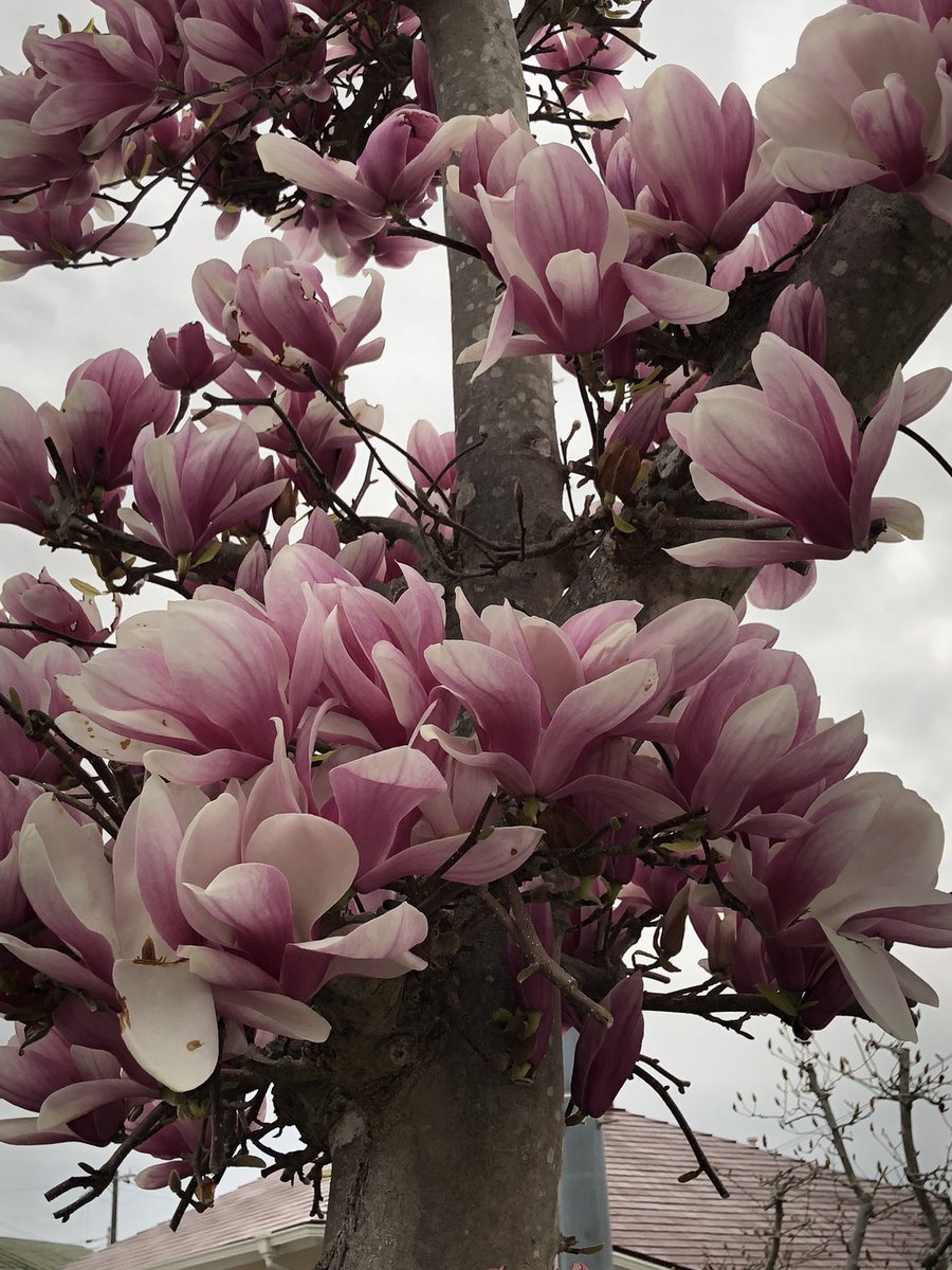 尾崎まゆみ 通りすがりの春 更紗木蓮と 雪柳 更紗木蓮 秋の剪定が上手だったようで 大きな花が密密咲いています