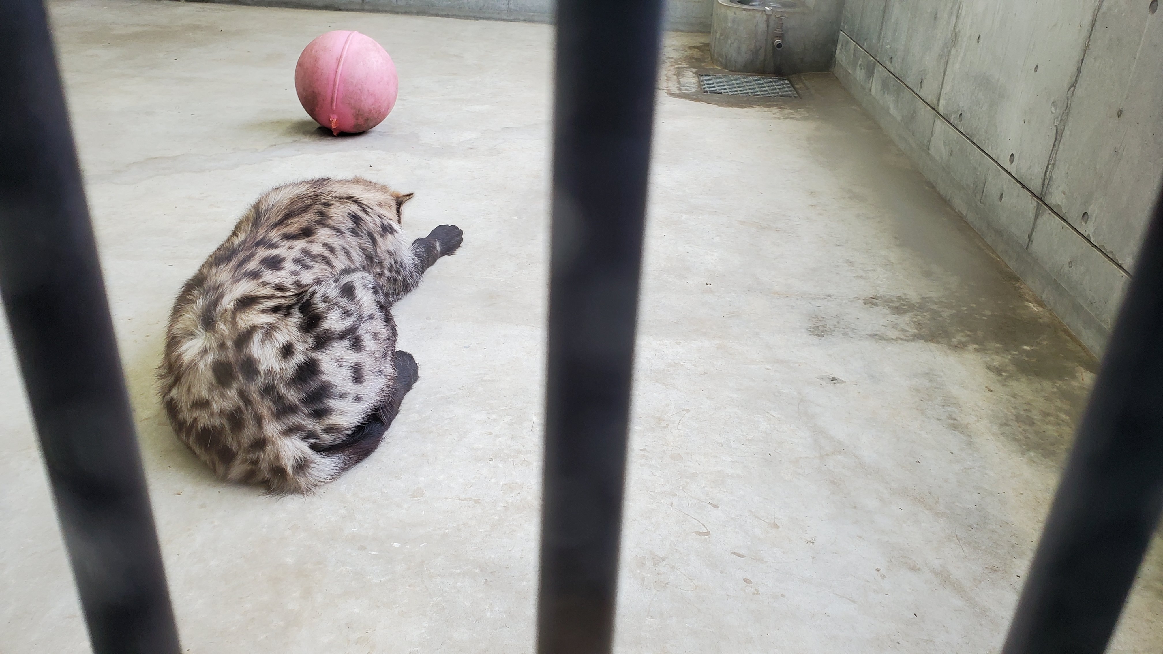 千葉市動物公園 公式 今日はサブパドックにいるカロアくん いつも活発なのに雨だからか大人しい 様子を伺いに行ったら挨拶に来てくれました これならメスとお見合いする時もしっかり挨拶出来そう メスに気に入って貰えるといいね 飼2 千葉市