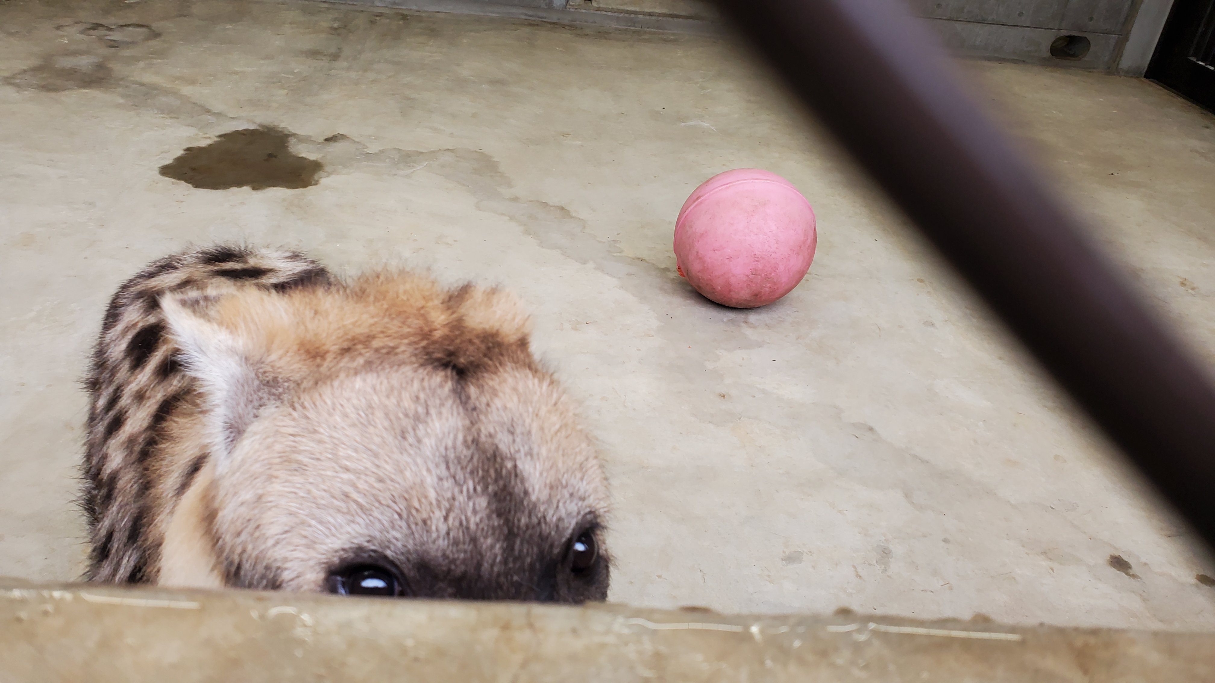 千葉市動物公園 公式 今日はサブパドックにいるカロアくん いつも活発なのに雨だからか大人しい 様子を伺いに行ったら挨拶に来てくれました これならメスとお見合いする時もしっかり挨拶出来そう メスに気に入って貰えるといいね 飼2 千葉市