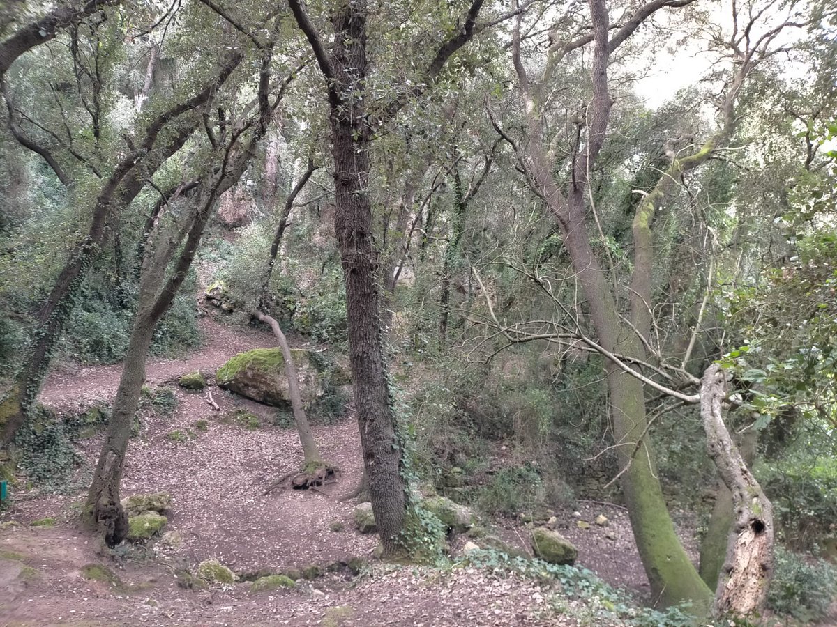 💚Avui Dia Internacional dels Boscos, un dia per conscienciar la població sobre la importància dels ecosistemes boscosos i els arbres, la pèrdua de massa forestal i de la necessitat de preservar els boscos com a pulmons per la humanitat
Cuidem-los i gestionem-los! 🏞️
<a href="/gencat/">Generalitat de Catalunya</a>