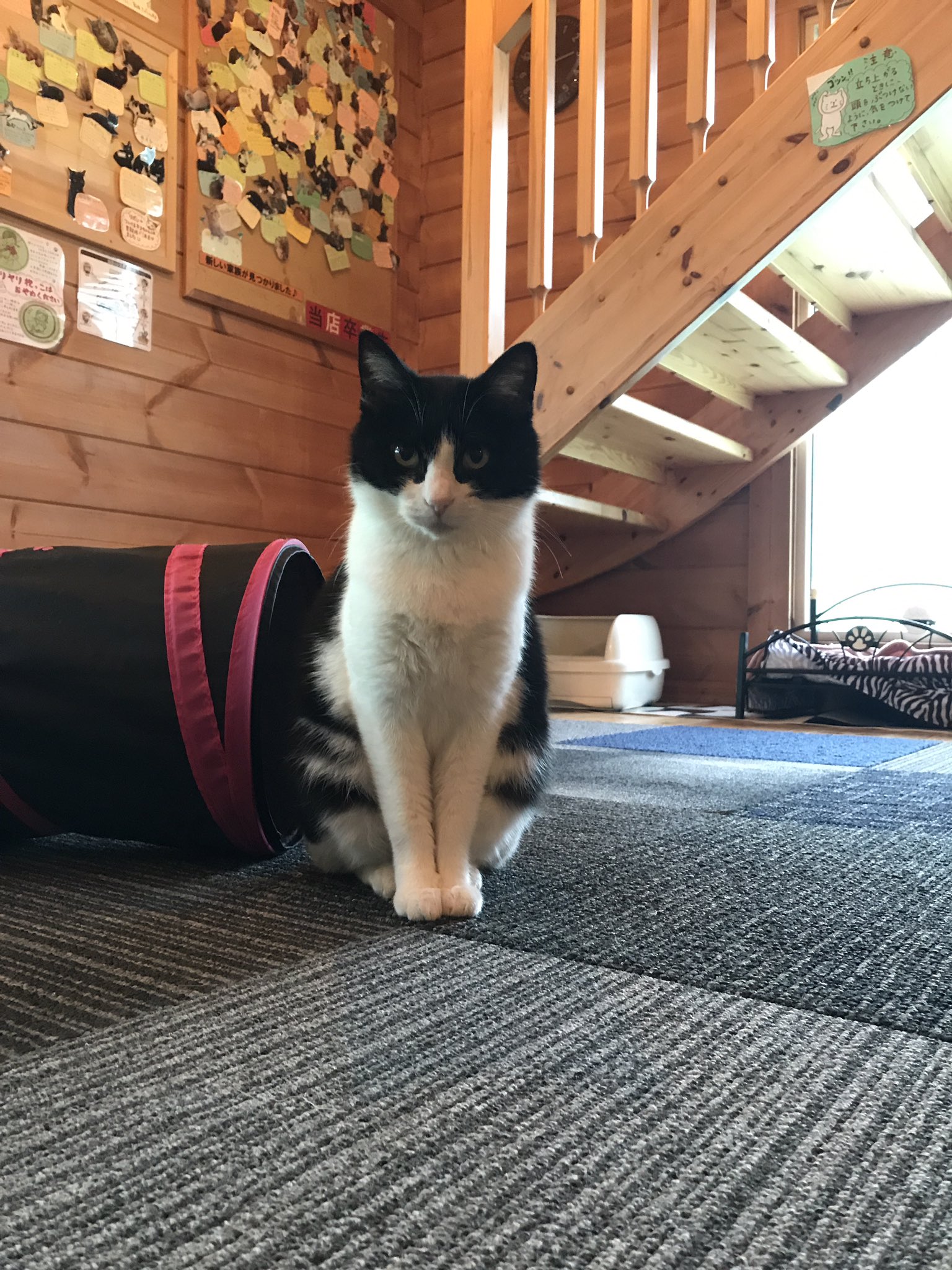 ワンダードリーマー村野輔 天国っ 玉城町 保護猫カフェ ねこ達のいえ T Co Jdrex4mabe Twitter