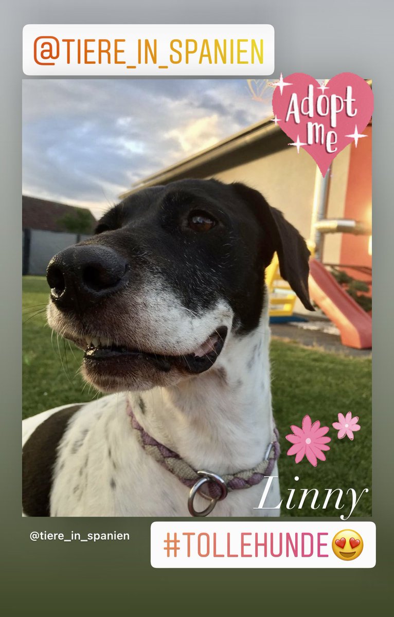 tiere-in-spanien.de/linny/ #adoptdontshop #zuhausegesucht #tierschutz #tierschutzhund #tierschutzhunde #spanien🇪🇸 #tiereinspanienev #hundeliebe #hundeblick #dog #tierheimhund #hundehilfe #hund #Adoption #beste #SweetHome #fürimmerzuhause #adoptme #DogLover #dogsoftwitter #love ❤️♥️