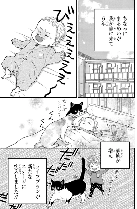 一目ぼれした保護猫を我が家に迎える話(4/4) 