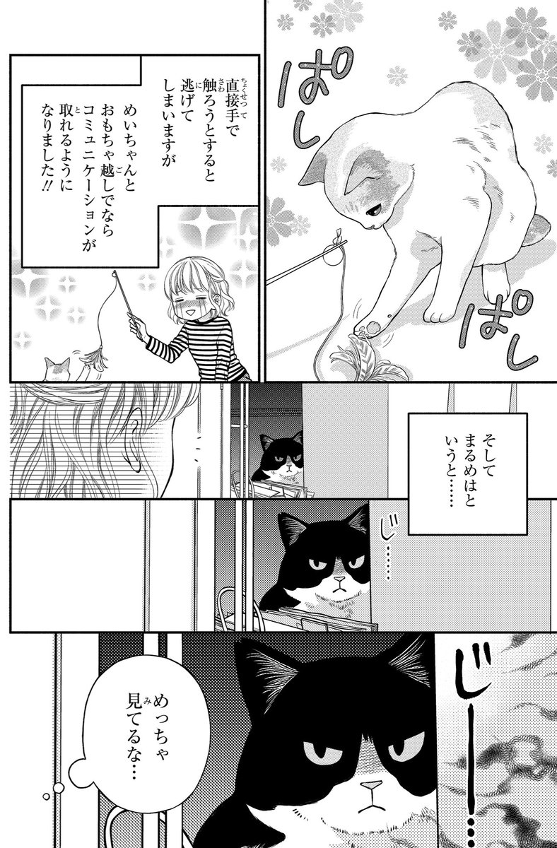 一目ぼれした保護猫を我が家に迎える話(2/4) 