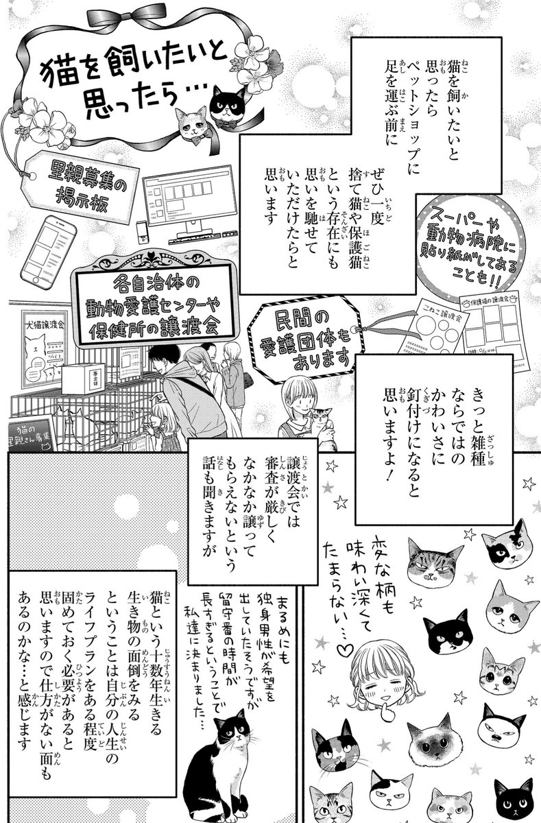 一目ぼれした保護猫を我が家に迎える話(3/4) 