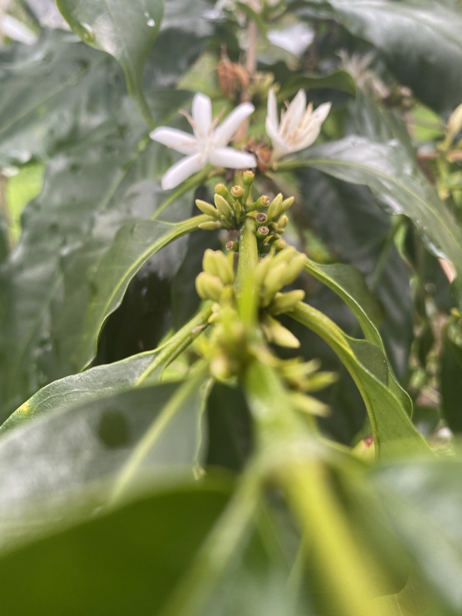 Kona snow!!! We are so excited for this new season with healthy trees!!