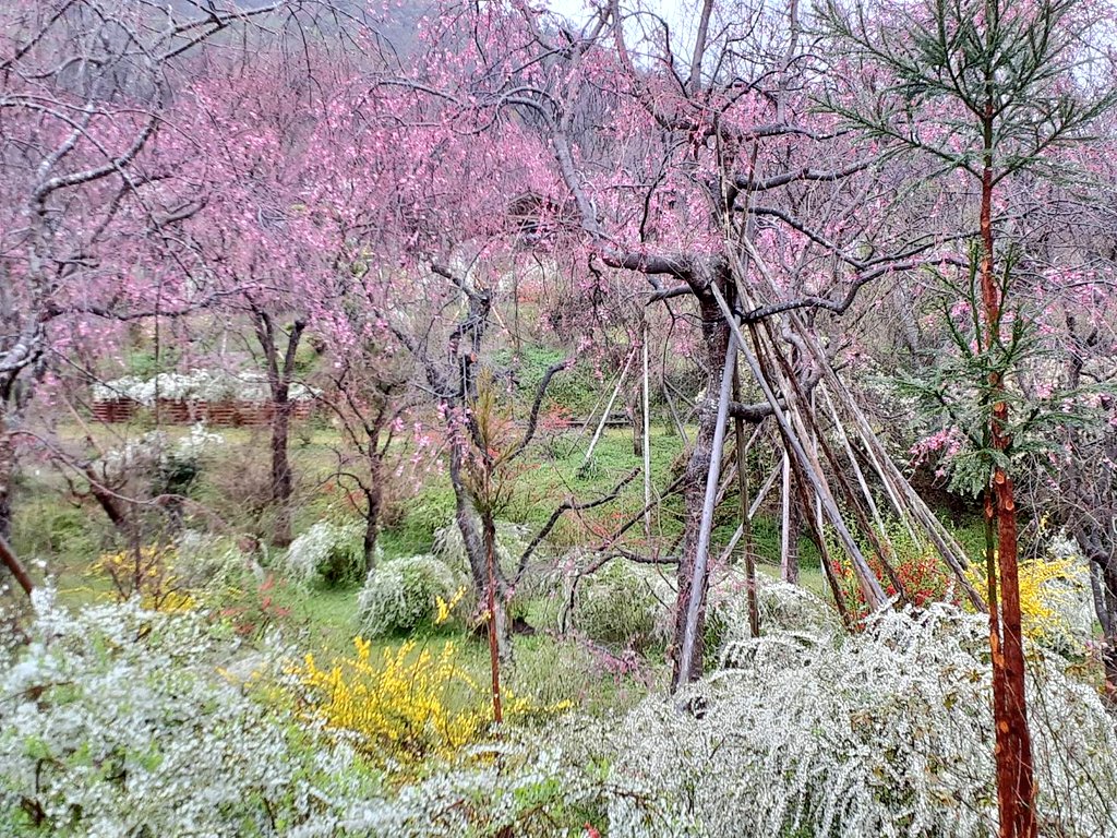 京都 桜の原谷苑 雨ですねー ぼちぼちやってます ちょっとピンクが目立ってきました 京都 原谷苑 桜 お花見 T Co Llmhxx7ggj Twitter