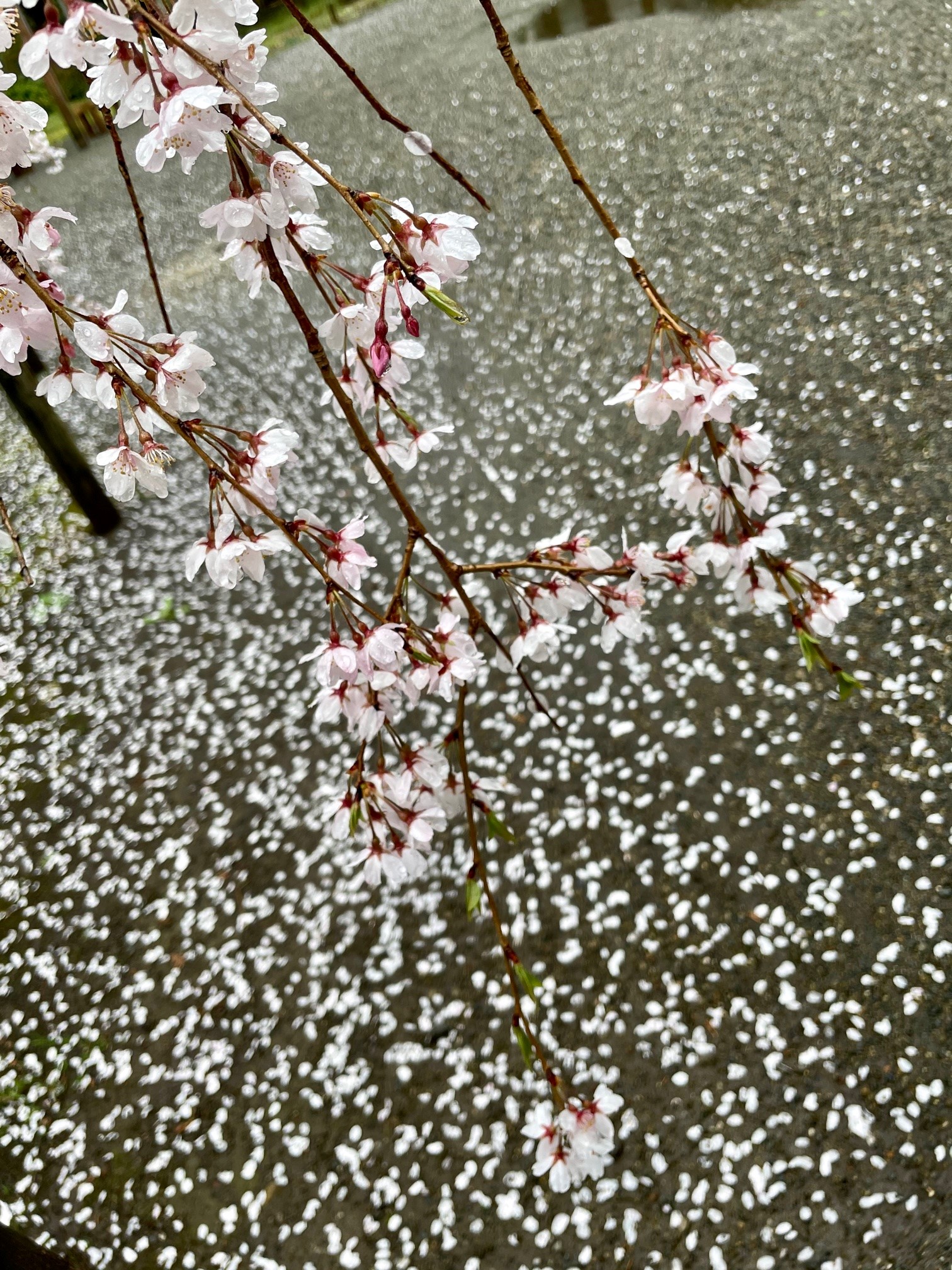 六義園 雨に散るしだれ桜 いくつかの花びらは地面に落ちず 雫で枝についています 六義園は当面の間 臨時休園 とさせていただいております 休園中 Sakura Weepingcherrytree Tokyo Japan 庭園 ツイッターで楽しむ庭園 Garden Cerasus