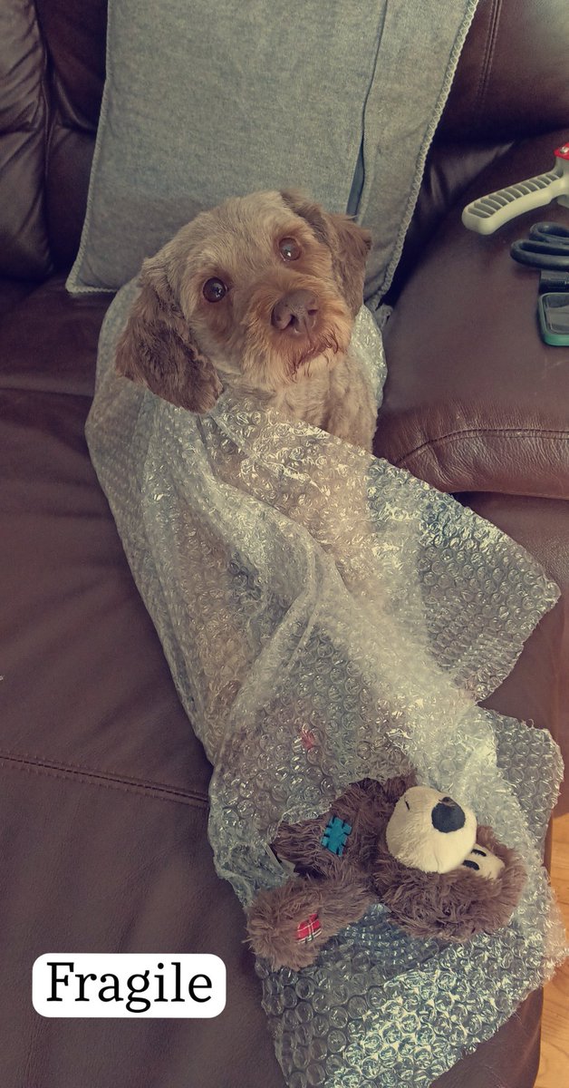 It's his birthday today! Helping us move: