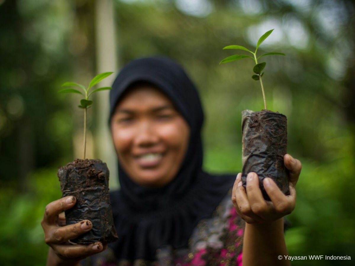 WWF_ID's tweet photo. Selamat Hari Hutan Internasional!
Temukan kisah inspiratif tentang bagaimana masyarakat Desa Rawa Sari, Jambi menyelamatkan hutan dan lahan gambut di sekitarnya. Baca kisah selengkapnya di https://t.co/Sw2EYfp5po #InternationalDayofForests #Connect2Forest #TogetherPossible https://t.co/Y6MJdPkfR0