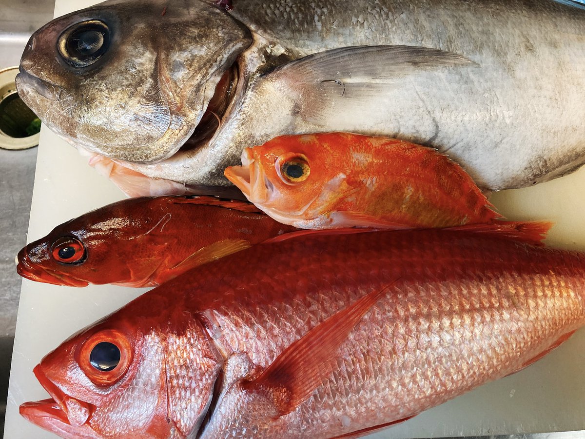 ট ইট র お魚とお酒の店 釣よし 八丈島で釣れたお魚を美味しいお刺身で 本日はメジマグロ オナガダイ メダイ アカイサキ アカハタです その他にもオナガダイの肝やメダイの真子を使ったお料理もお出ししていきます ぜひぜひご利用よろしくお願い致し ট ইট র お魚とお酒の店 釣よし 八丈島で釣れたお魚を美味しいお刺身で 本日はメジマグロ オナガダイ メダイ アカイサキ アカハタです その他にもオナガダイの肝やメダイの真子を使ったお料理もお出ししていきます ぜひぜひご利用よろしくお願い致し