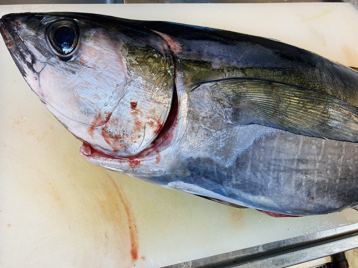 ট ইট র お魚とお酒の店 釣よし 八丈島で釣れたお魚を美味しいお刺身で 本日はメジマグロ オナガダイ メダイ アカイサキ アカハタです その他にもオナガダイの肝やメダイの真子を使ったお料理もお出ししていきます ぜひぜひご利用よろしくお願い致し ট ইট র お魚とお酒の店 釣よし 八丈島で釣れたお魚を美味しいお刺身で 本日はメジマグロ オナガダイ メダイ アカイサキ アカハタです その他にもオナガダイの肝やメダイの真子を使ったお料理もお出ししていきます ぜひぜひご利用よろしくお願い致し