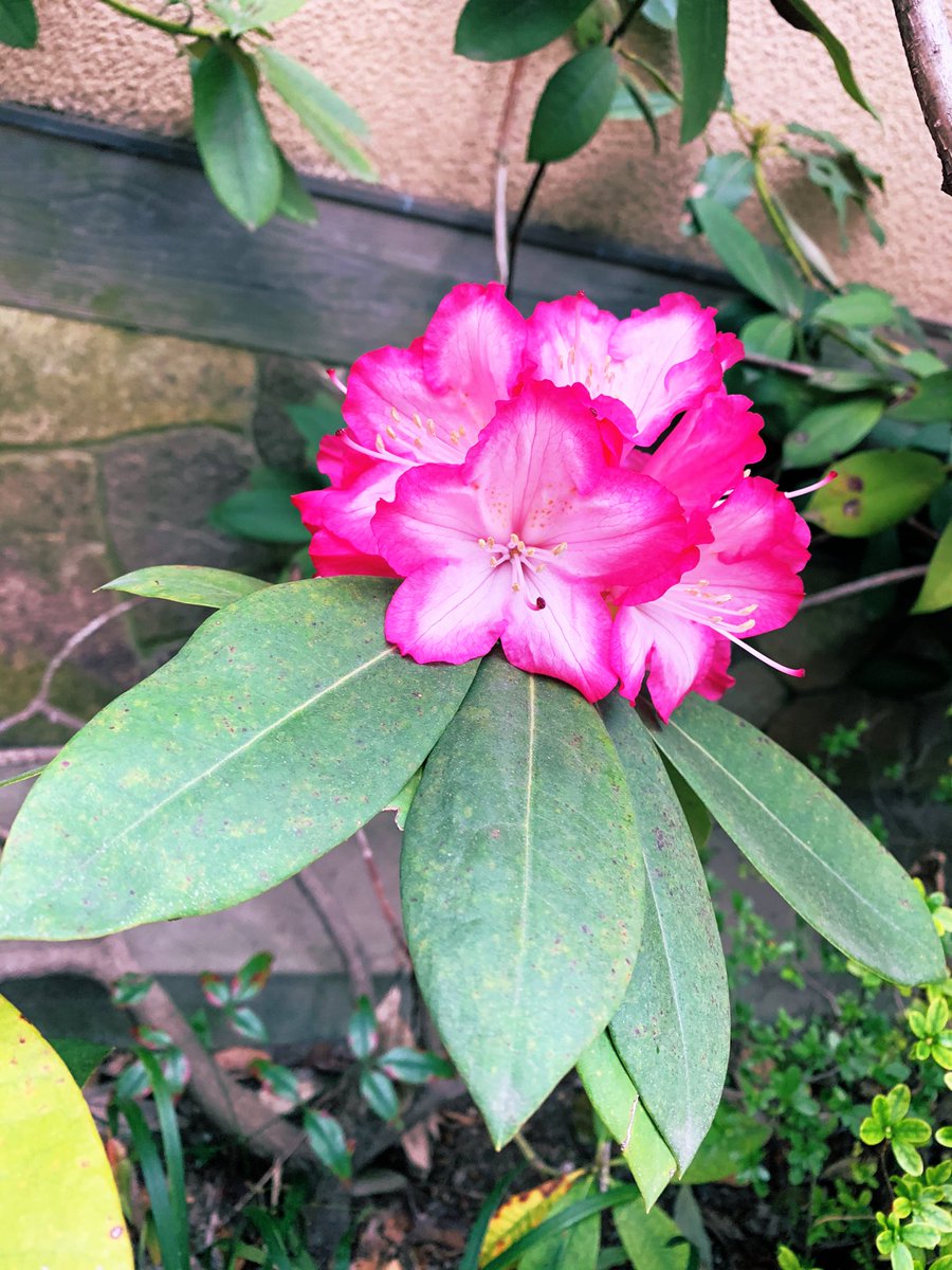 ট ইট র M369 この南国っぽいお花はなんのお花 花 なんの花 花種類 花辞典 南国 神社 所澤神明社 所沢 ドライブ 御朱印 ট ইট র M369 この南国っぽいお花はなんのお花 花 なんの花 花種類 花辞典 南国 神社 所澤神明社 所沢 ドライブ 御朱印