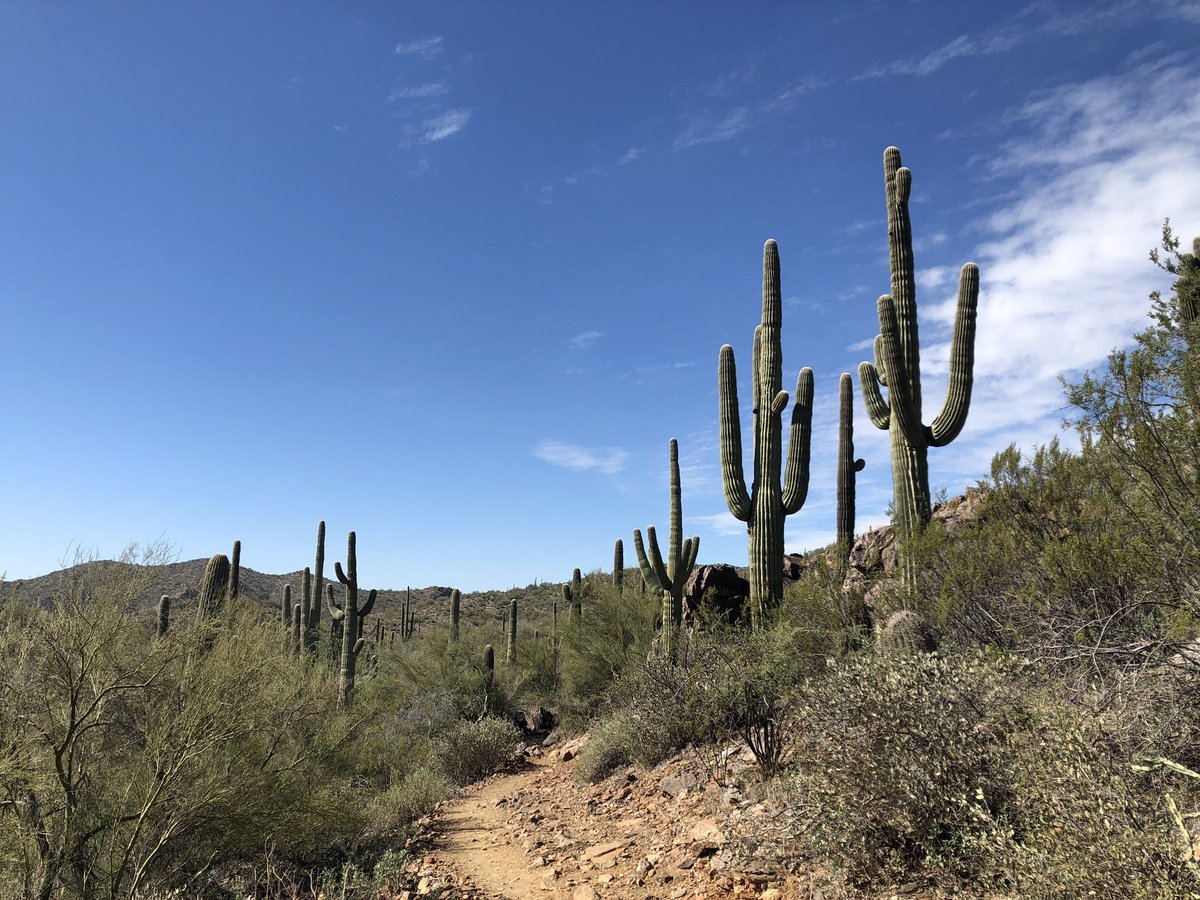 So nice to see a bit of water flowing in the Agua Fria River this year. Also, all of the giant saguaros along the #BlackCanyonTrail! 

#SaguaroCactus #ArizonaHiking