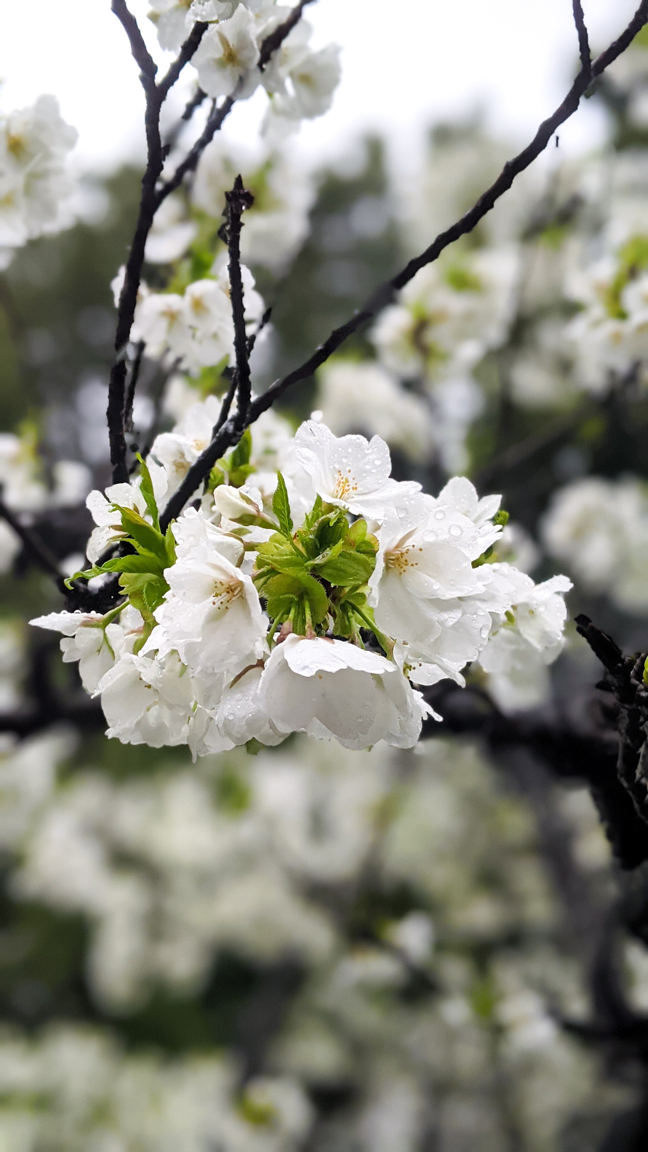 Yasu Photoman 白い桜 この桜のお名前は 東京カメラ部 ふぉと 額装のない写真展 T Co 9obma9utcj Twitter