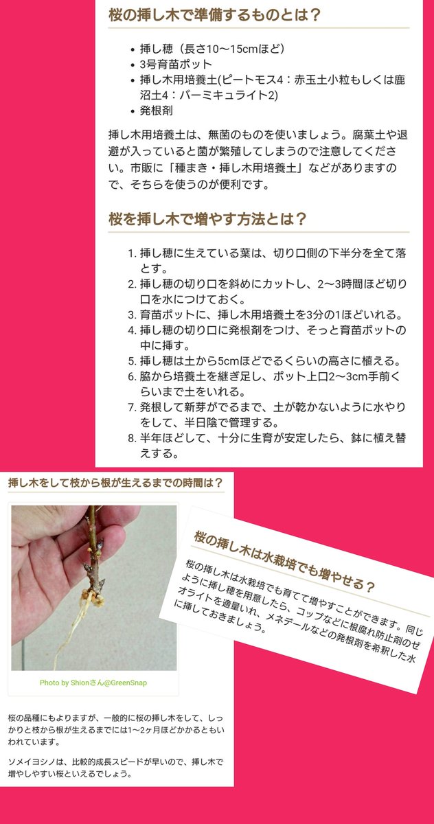 Adachi0007 桜の挿し木でわかり易いの見つけたので 貼り付けます 水差しの方 頑張って としまえん のじゃ無くてもいいじゃない Adachi0007 桜の挿し木でわかり易いの見つけたので 貼り付けます 水差しの方 頑張って としまえん のじゃ無くてもいいじゃない