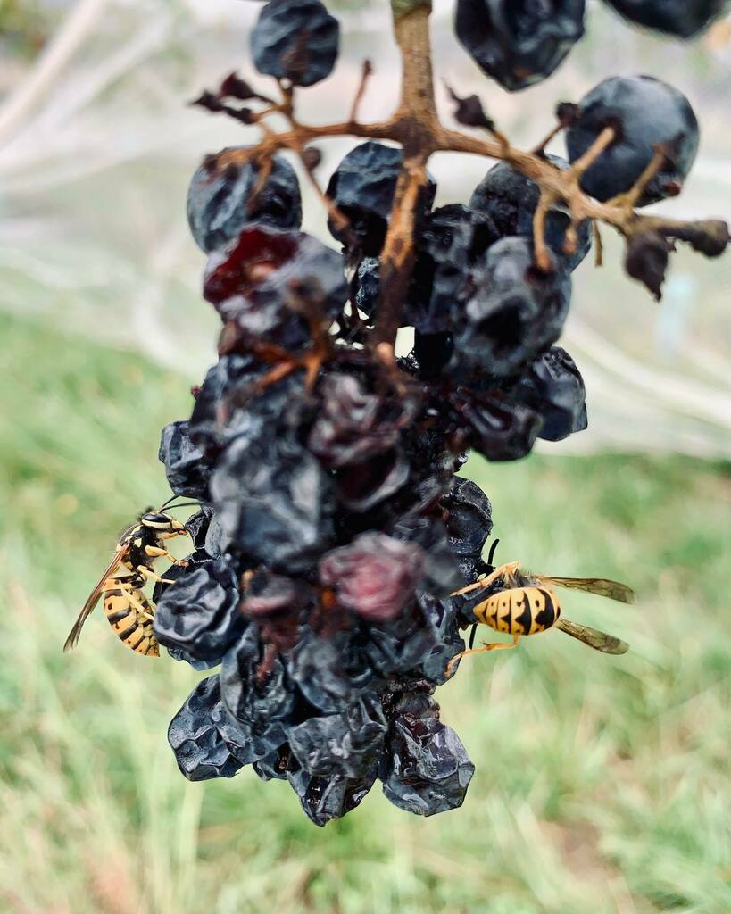 Pinot harvest at <a href="/wimbaliriwines/">Wimbaliri Wines</a>. 
I love harvest time. 
I love helping with harvest. 
I love that sense of calm that comes with picking grapes, so satisfying when you’ve cleaned the vines.

It’s <a href="/canberrawines/">Canberra Wines</a> week - make sure you get out there and supp… instagr.am/p/CMqmx0vpXpy/