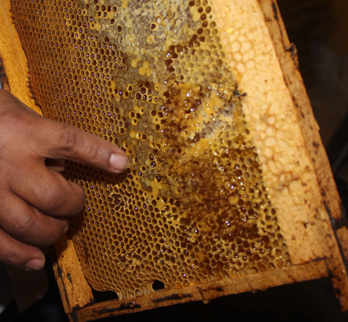 RosalesPinzon's tweet photo. Las abejas sinónimo de vida, @nayibbukele, lo sabe y se ha comprometido  a proteger y velar por el desarrollo de este sector, que dulzura amigos Salvadoreños #BukeleApoyaHastaLasAbejas, #Guatepacuando https://t.co/PSSAtw1QUH