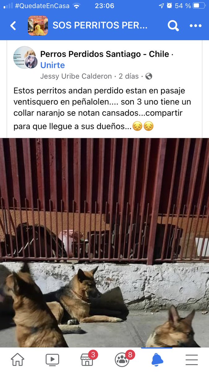 Evelyn_Torres_h's tweet photo. Difundo; los reconoce? Estos perritos andan perdidos en # peñalolen pasaje ventisquero , son tres uno tiene un collar Naranjo, difundamos para que parezcan sus dueños rt rt https://t.co/713ENDAW6K