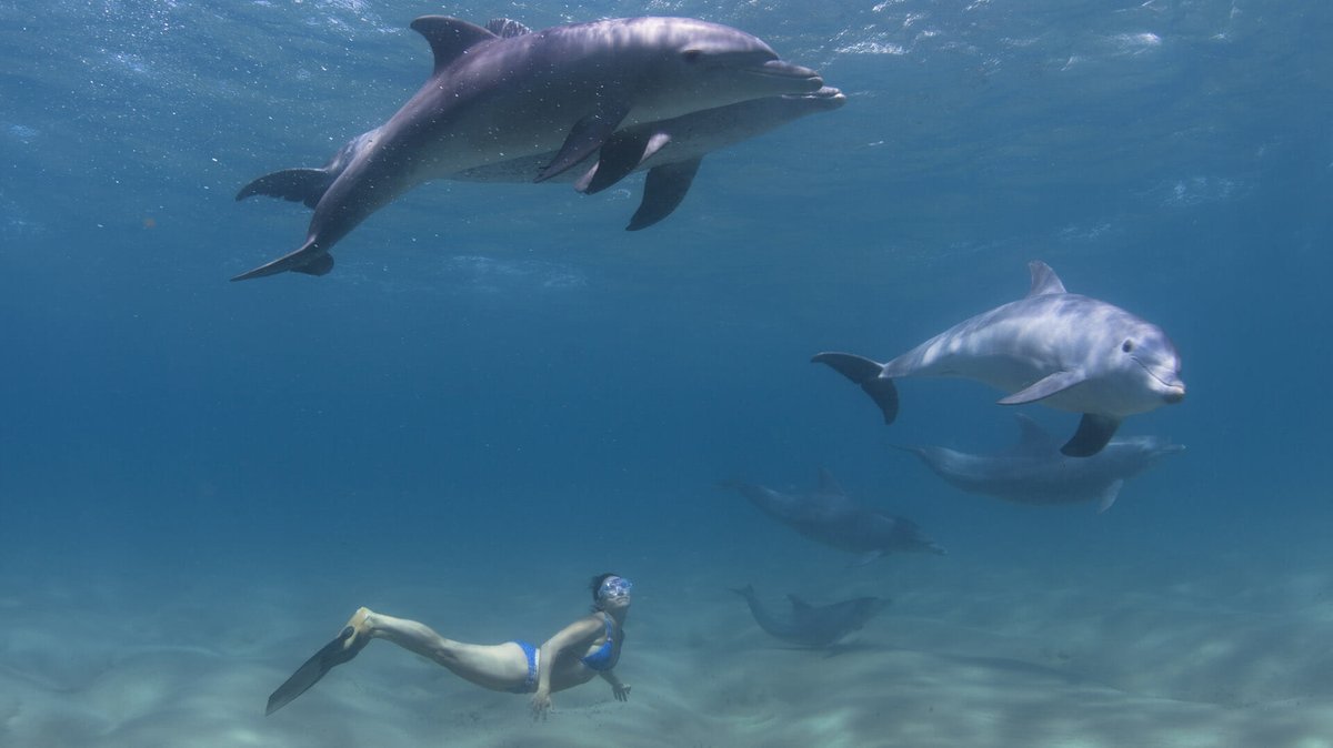 We're going swimming with dolphins this evening at the Dolphin Encounters Research Center in Mozambique. It focuses on having a very wildlife friendly experience where visitors can see marine life up close. There's "no feeding, forcing or coaxing" of the dolphins allowed.
