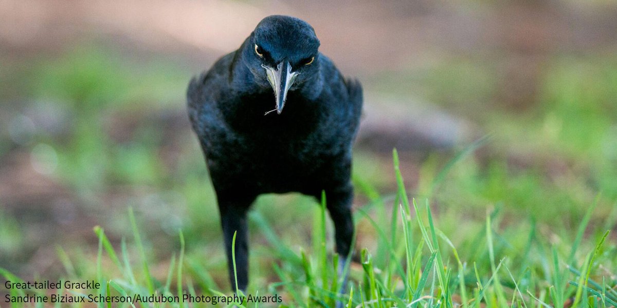Known for gathering in huge, garrulous flocks, Great-tailed Grackles are a polarizing species across the American Southwest. But these birds deserve our respect—even if they don't need it. bit.ly/3btKBo0