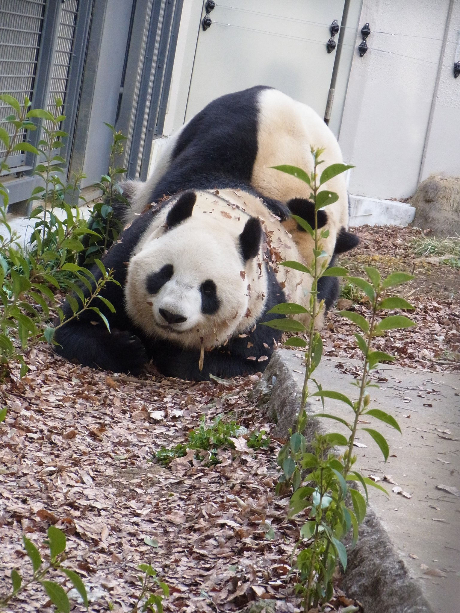 上野動物園のジャイアントパンダ「リーリー」「シンシン」特集
