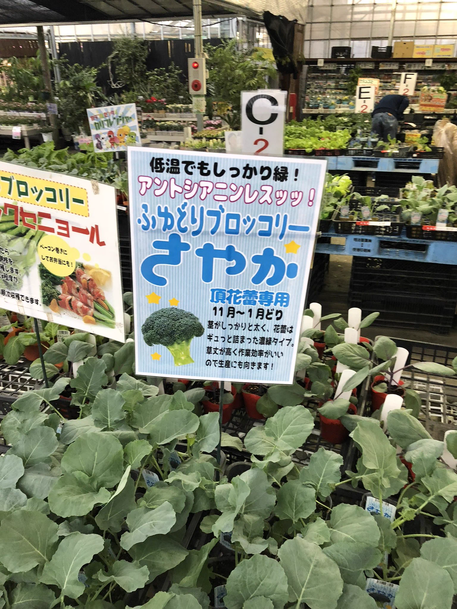 まどか・ほむら・さやかという、まるで人の名前のようなブロッコリーがあると話題に！見分けがつかない見た目に困惑！！