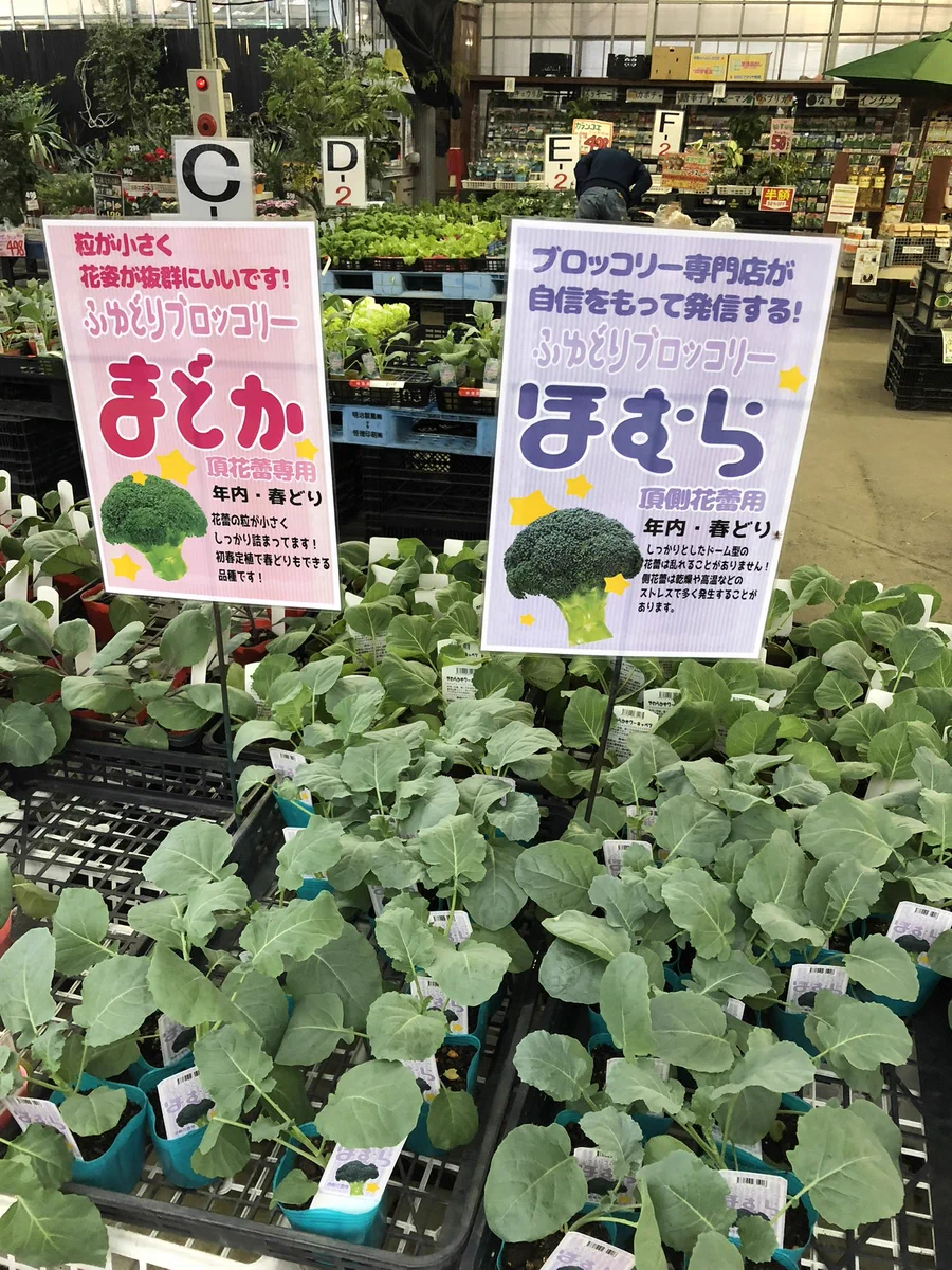 まどか・ほむら・さやかという、まるで人の名前のようなブロッコリーがあると話題に！見分けがつかない見た目に困惑！！