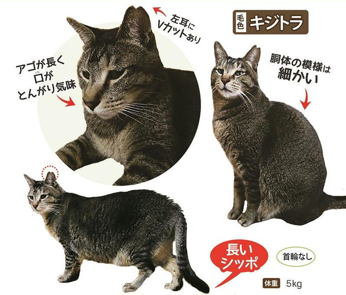 迷子猫のtwitterイラスト検索結果