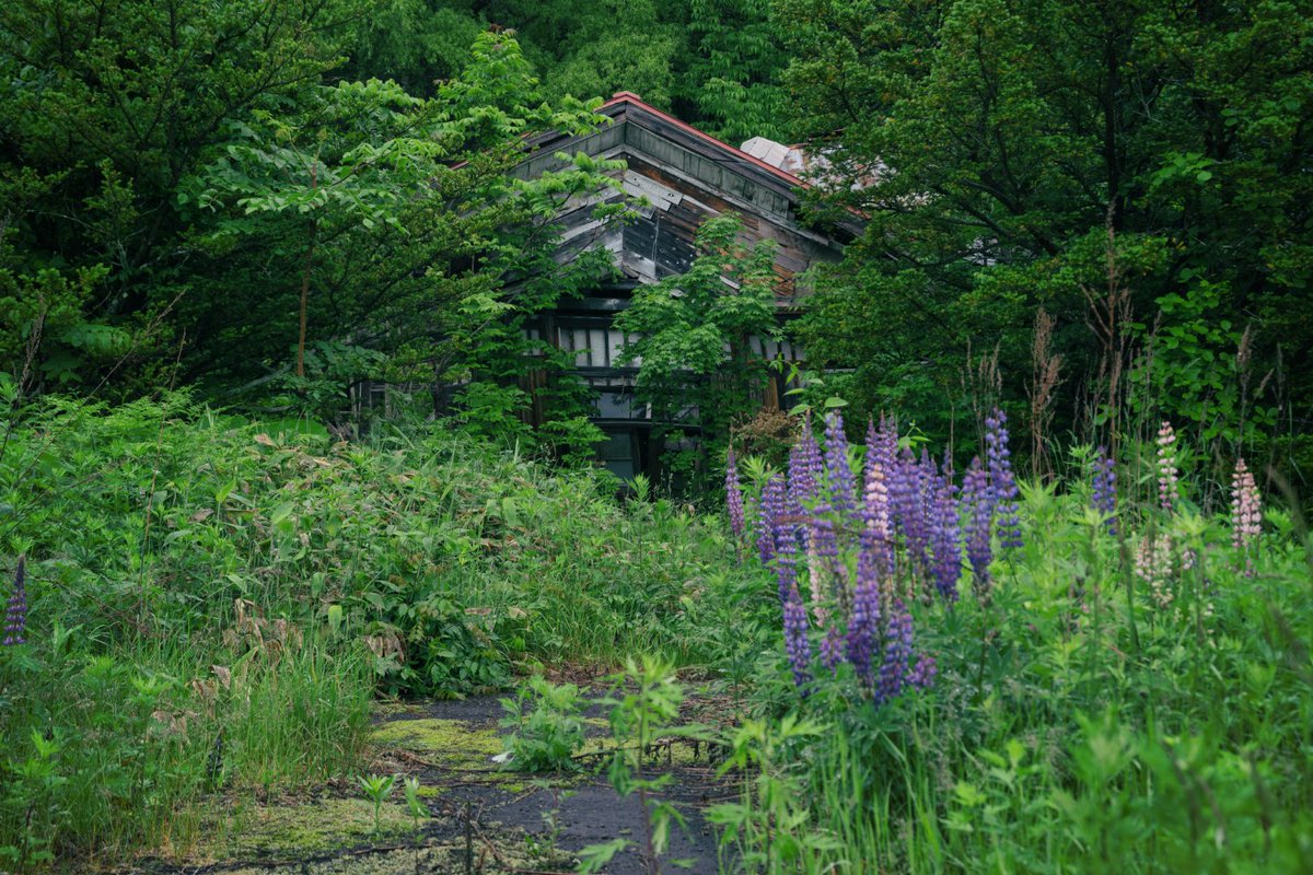 北海道の廃村にルピナスは咲き続ける Togetter
