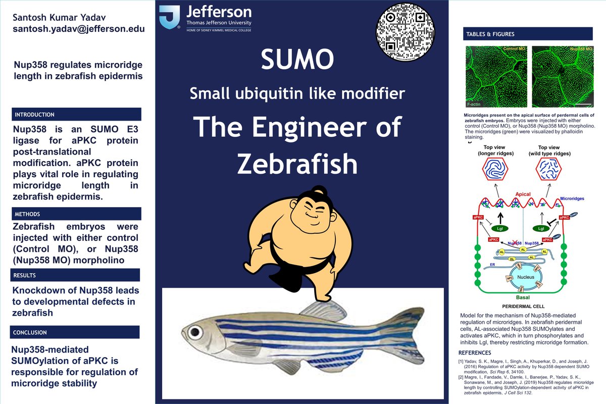 SUMO: The engineer🤔 #JeffTakeover, #Scicomm
