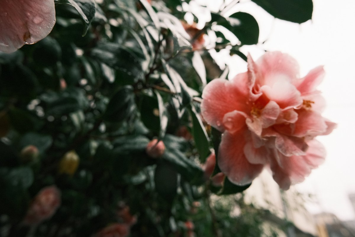 今日の雨は暖かいですね☔️
素敵な休日の午後を皆様過ごせます様に🌹

#fujifilm_xseries #XE4 
キットレンズ携帯転送jpeg撮って出し。