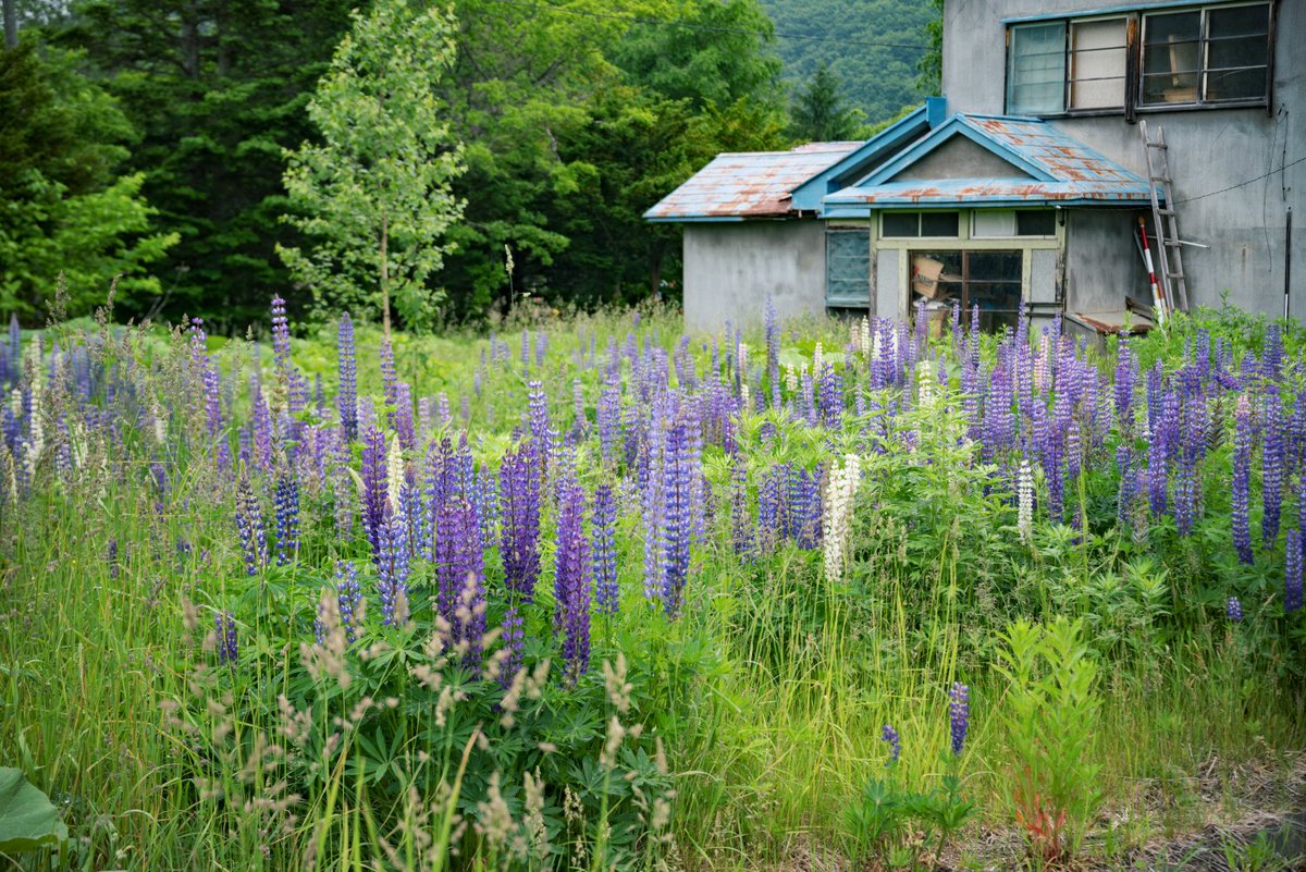 北海道の廃村にルピナスは咲き続ける Togetter