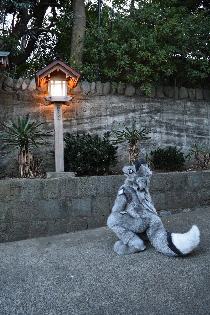 KannKaru's tweet photo. #퍼슈트_트친소 #Fursuit
안녕하세요. 카루라고해요.
1년여간의 대장정 끝에 탄생했어요. 앞으로 활동할거에요!!
잘 부탁해요!! >ㅅ0)-r☆

この度、犬工房さん(@Doggy_Studio)から狼の「KARU」をお迎えしました！
いつかイベント等で会ったらよろしくお願いします!!
>ㅅ0)-r☆ https://t.co/dguRXYd8up