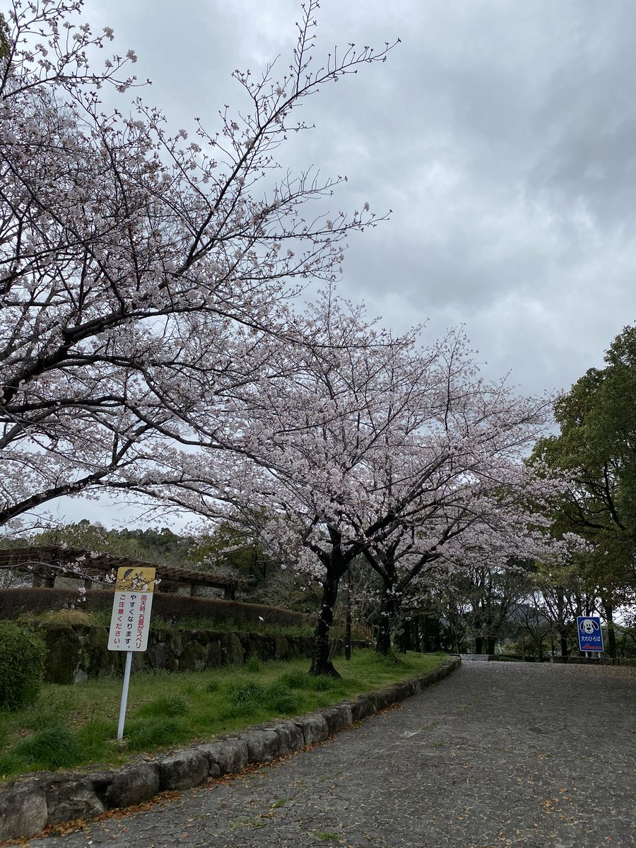 桜咲いてる 桜咲いてる