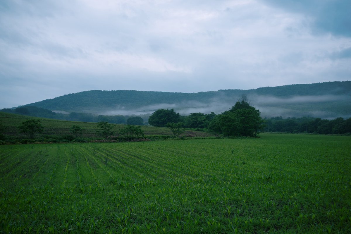 北海道の廃村にルピナスは咲き続ける Togetter