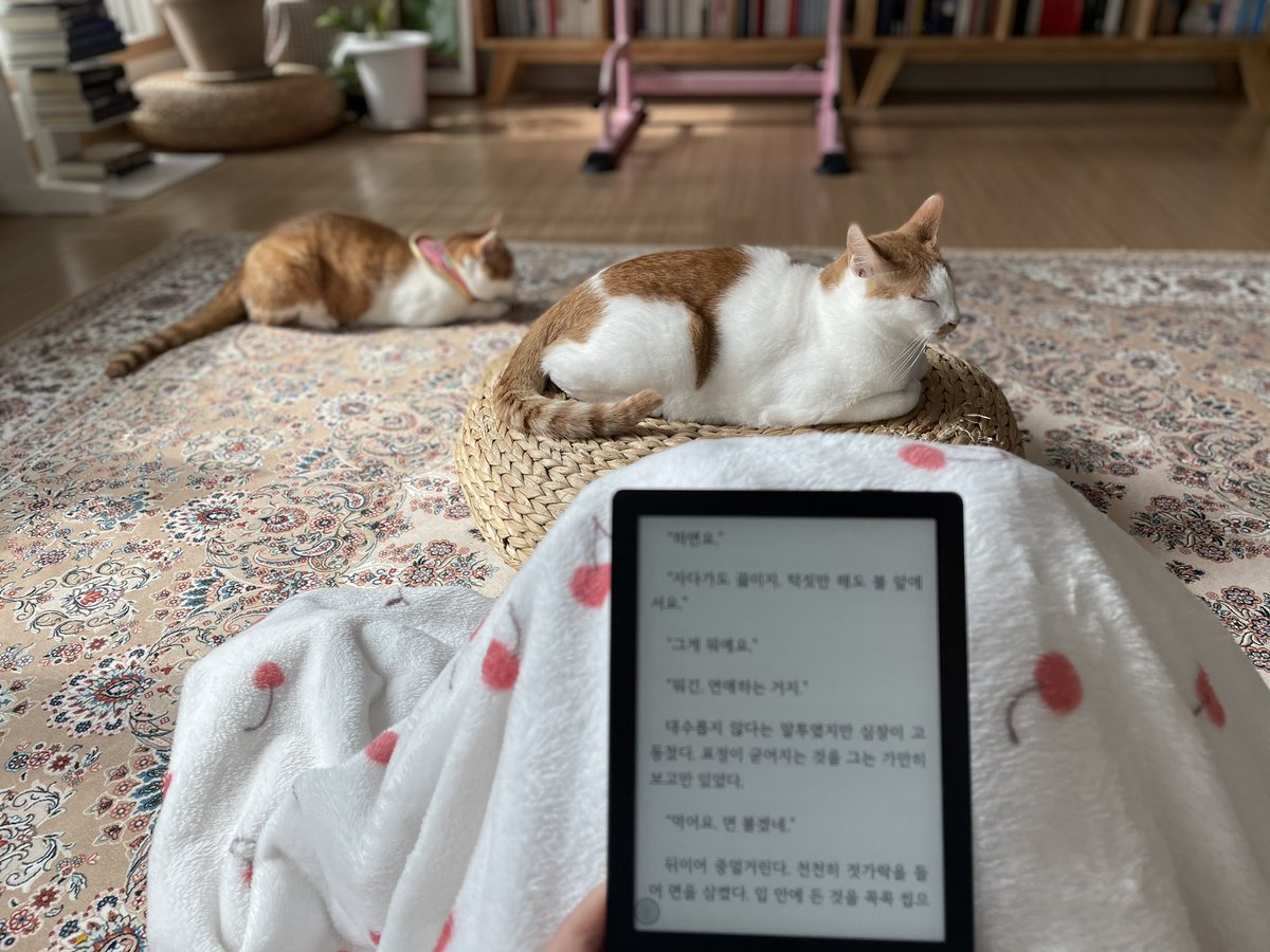 exlibrispaul's tweet photo. 근데 나 책 읽는 뷰가 너무 고양이뷰라 독서에 애로사항이 많다. https://t.co/qRElpmLBtP
