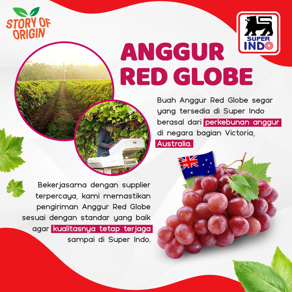 InfoSuperIndo's tweet photo. Di #storyoforigin kali ini minda mau bahas kenapa buah Anggur Red Globe selalu SEGAR. Yuk #keSuperIndo terdekat sekarang! Psstt..promonya masih ada sampai tanggal 24 Maret lho, buibuu.
#SuperIndo #SuperSegar #SuperHemat #SegarnyaHemat #Anggur #BuahAnggur #AnggurRedGlobe https://t.co/hK0WJpXUQX