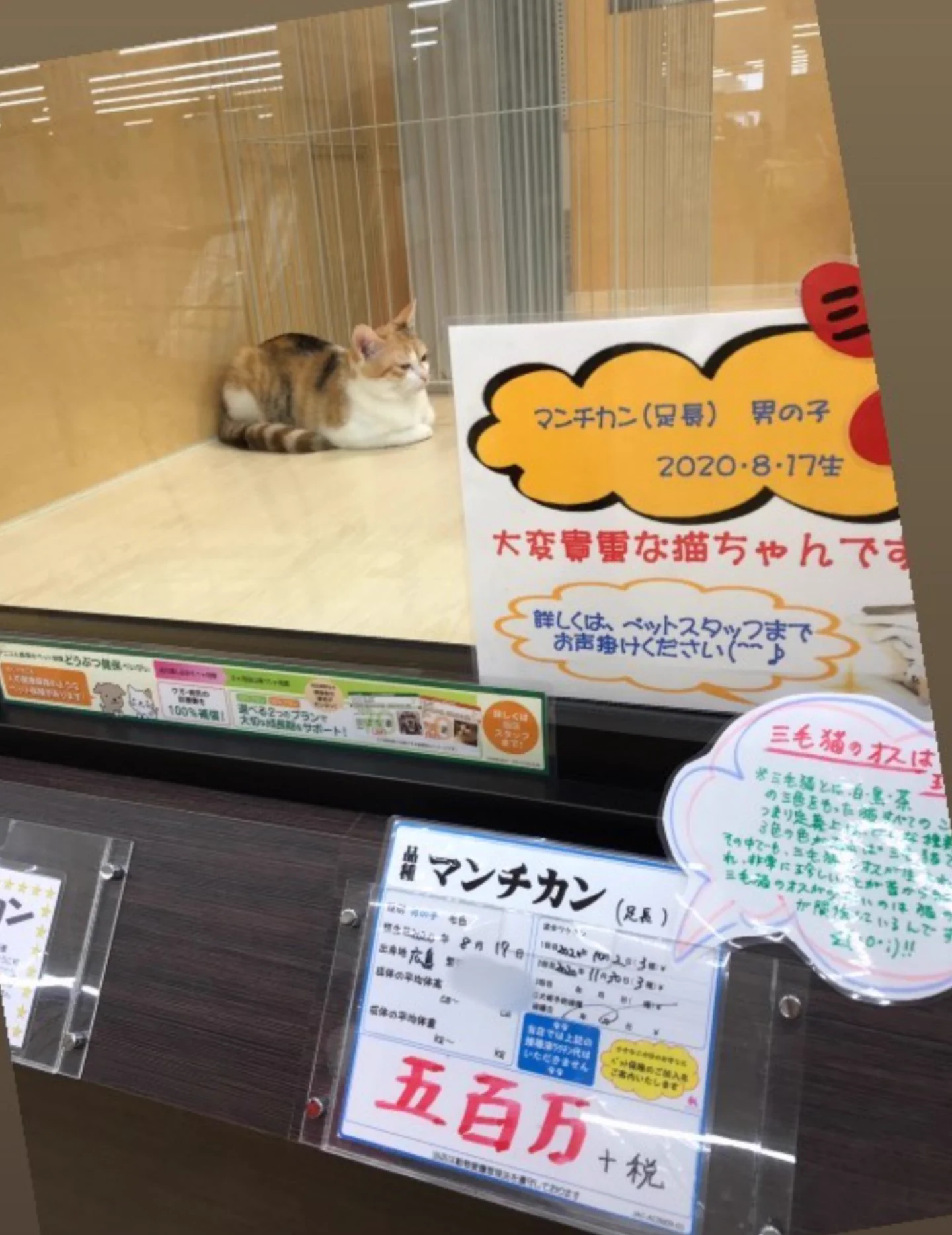🐾 うさこ(う) 🐾 on X: 