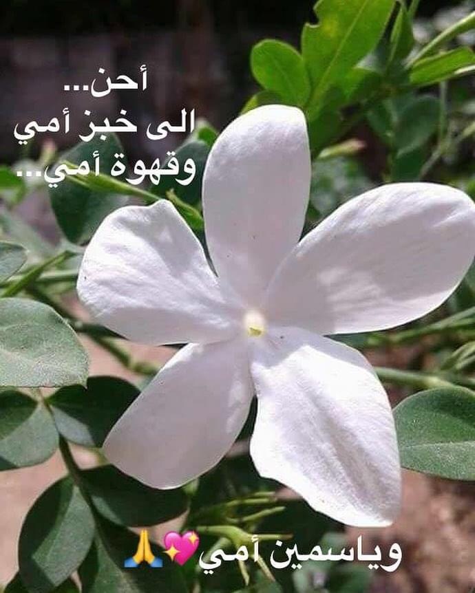 الله يرحم امهاتنا الخالدين🕯 
والله يحفظ كل ام غالية بهالدني💝
 happymother’sday🌹